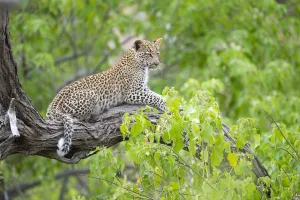 Autumn Prints: Leopard (Panthera pardus) young female on tree branch, Okavango Delta, Botswana