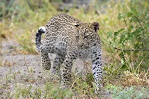 Leopard (Panthera pardus) young female walking, Okavango Delta, Botswana Leopard (Panthera pardus) young female walking, Okavango Delta, Botswana