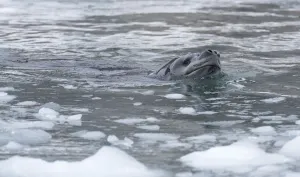 Leopard Seal (Hydrurga leptonyx) swimming, Gourdin Island, Antarctica Leopard Seal (Hydrurga leptonyx) swimming, Gourdin Island, Antarctica