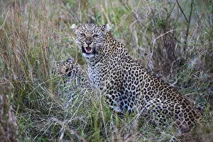 A leopard snarls while on a kill with its cubs,( Panthera pardus ), Masai Mara, Kenya A leopard snarls while on a kill with its cubs,( Panthera pardus ), Masai Mara, Kenya