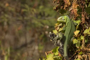 Lesser Antillean Iguana (Iguana delicatissima) sitting on vegetation, St. Eustatius, Caribbean Netherlands Lesser Antillean Iguana (Iguana delicatissima) sitting on vegetation, St. Eustatius, Caribbean Netherlands