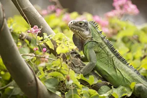 Lesser Antillean Iguana (Iguana delicatissima) sitting on vegetation, St. Eustatius, Caribbean Netherlands
