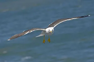 Lesser Black-backed Gull (Larus fuscus) Flying behind the ferry that goes from Texel to Lesser Black-backed Gull (Larus fuscus) Flying behind the ferry that goes from Texel to