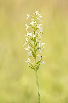 Close Up Prints: Lesser Butterfly-orchid (Platanthera bifolia) flowering in grassland