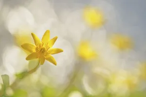 Macro Prints: Lesser Celandine (Ficaria verna) blooming, Mariahoevepark, Noord-Holland, The Netherlands