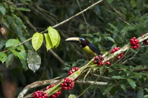 Lettered Aracari (Pteroglossus inscriptus), Yasuni National Park, Amazon Rainforest Lettered Aracari (Pteroglossus inscriptus), Yasuni National Park, Amazon Rainforest