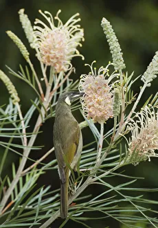 Lewins Honeyeater (Meliphaga lewinii) feeding on Grevillea (Grevillea sp) flower nectar Lewins Honeyeater (Meliphaga lewinii) feeding on Grevillea (Grevillea sp) flower nectar