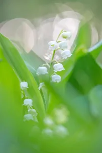 Lily of the valley (Convallaria majalis) blooming, Gooilust, Noord-Holland Lily of the valley (Convallaria majalis) blooming, Gooilust, Noord-Holland