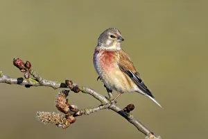 Outdoors Prints: Linnet (Carduelis cannabina) perched on Cottonwood (Populus sp) branch, Noord-Holland