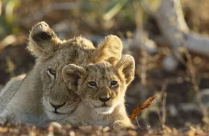 Lion (Panthera leo) adult and cub portrait, South Africa, Mpumalanga Lion (Panthera leo) adult and cub portrait, South Africa, Mpumalanga