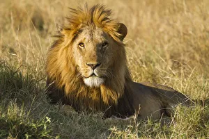 Lion (Panthera leo) Adult male lying down, Kenya, Masai Mara National Reserve