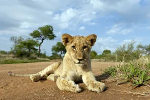 Lion (Panthera leo) cub lying on the ground, South Africa, Hoedspruit, Kruger Park Lion (Panthera leo) cub lying on the ground, South Africa, Hoedspruit, Kruger Park