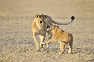 Juvenile Prints: Lion (Panthera leo) cub playing with its mother, Tanzania, Ngorongoro Conservation Area
