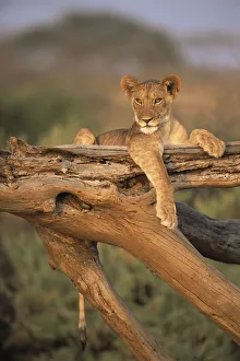 Lion (Panthera leo) cub resting on top of a fallen tree, Kenya, Samburu National Reserve Lion (Panthera leo) cub resting on top of a fallen tree, Kenya, Samburu National Reserve