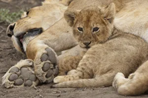 Close Prints: Lion (Panthera leo) cub resting with its mother, Ndutu Conservation Area, Tanzania