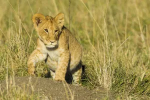 October Prints: Lion (Panthera leo) cub walking, Kenya, Masai Mara National Reserve