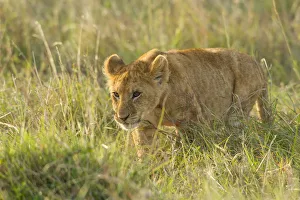 October Prints: Lion (Panthera leo) cub walking in tall grass, Kenya, Masai Mara National Reserve