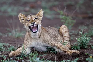 Yawning Prints: Lion (Panthera leo) cub yawning in Zimanga Game Reserve, Zimanga Game Reserve