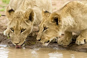 Lion (Panthera leo) cubs drinking at waterpool, south Africa, Hoedspruit, Kruger Park Lion (Panthera leo) cubs drinking at waterpool, south Africa, Hoedspruit, Kruger Park