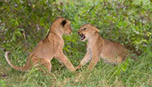 Wild Animal Prints: Two Lion (Panthera leo) cubs play-fighting, Tanzania, Morogoro, Selous Game Reserve
