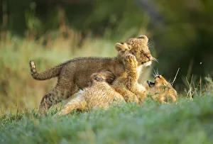 October Prints: Two lion (Panthera leo) cubs playing in green grass during early morning, Kenya