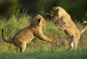Two Lion (Panthera leo) cubs playing in morning light, Kenya, Masai Mara National Reserve Two Lion (Panthera leo) cubs playing in morning light, Kenya, Masai Mara National Reserve