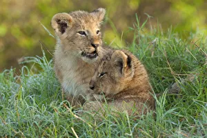 October Prints: Two Lion (Panthera leo) cubs resting close to one another in dew covered grass during