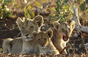 Lion (Panthera leo) cubs, South Africa, Mpumalanga, Kruger National Park Lion (Panthera leo) cubs, South Africa, Mpumalanga, Kruger National Park