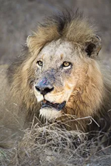 Lion (Panthera leo) dominant male resting and staring, South Africa, mpumalanga Lion (Panthera leo) dominant male resting and staring, South Africa, mpumalanga