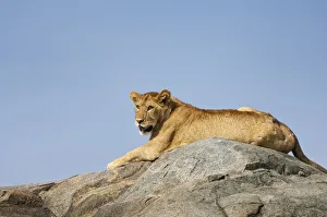 Serengeti Prints: Lion (Panthera leo) female relaxing on a rock
