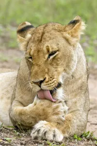 Zimbabwe Prints: Lion (Panthera leo) grooming, South Africa, Kruger Park