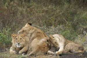 Lion (Panthera leo) juveniles cleaning themselves, Tanzania, Serengeti National park Lion (Panthera leo) juveniles cleaning themselves, Tanzania, Serengeti National park