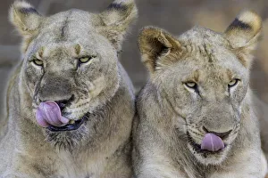 Adult Prints: Lion (Panthera leo) laying near each other, North West, South-Africa