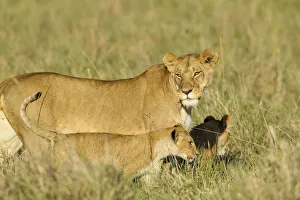 Mother Prints: Lion (Panthera leo) Lioness and cub walking, Kenya, Masai Mara National Reserve