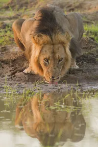 Lion (Panthera leo) male drinking, Zimbabwe, Mashonaland, Mana Pools National Park