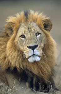 Lion (Panthera leo) portrait, Kenya, Lake Nakuru National Park Lion (Panthera leo) portrait, Kenya, Lake Nakuru National Park