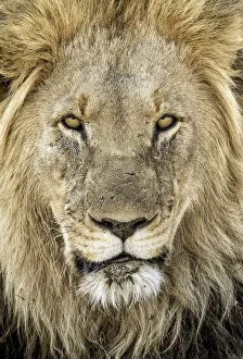 Lion (Panthera leo) portrait of a male, North West, South-Africa