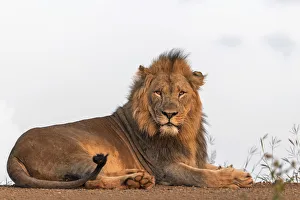 Kgalagadi Prints: Lion( Panthera leo) resting, Zimanga, Mkuze, Kwazula-Natal, South Africa