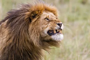 Lion (Panthera leo) shows his teeth, Masi Mara, Kenya