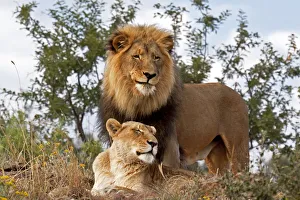 Worm?s Eye Prints: Lion (Panthera leo) standing in grass with Lioness (Panthera leo) resting underneath him