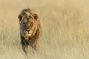 Lion (Panthera leo) standing in the grass, Namibia