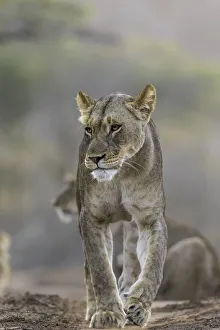 Adult Prints: Lion (Panthera leo) walking on a path, Mkuze, Kwazula-Natal, South-Africa