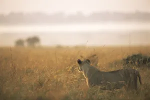 Lion Prints: Lioness (Panthera leo) on alert at dawn, Kenya, Masai Mara National Reserve