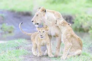 Family Prints: Lioness (Panthera leo) with two cubs playing together, Masai Mara National Reserve, Kenya