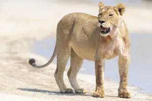 Lioness (Panthera leo) looking around after drinking from a pool Lioness (Panthera leo) looking around after drinking from a pool