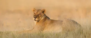 A Lioness (Panthera leo) lying on the edge of the savannah in golden light, Botswana