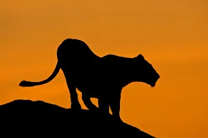 Lioness (Panthera leo) standing on kopje, silhouetted against orange dawn sky, Tanzania Lioness (Panthera leo) standing on kopje, silhouetted against orange dawn sky, Tanzania