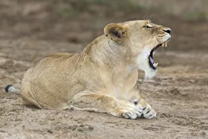 September Prints: Lioness (Panthera leo) yawning and laying on the edge of the marsh land and open plains