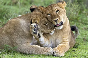 Serengeti Prints: Two Lions (Panthera leo) cuddling, Tanzania, Serengeti