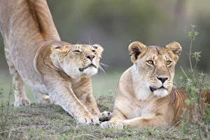 Stretching Prints: Two Lions (Panthera leo) preparing for the hunt after resting, Kenya